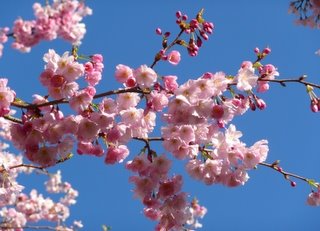 nlp-fruehling